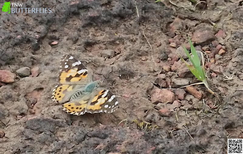 Painted Lady